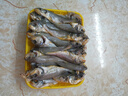 海云馨小黃魚 新鮮冷凍海鮮深海黃花魚 活魚速凍燒烤食材 【新鮮海捕】深海小黃魚4斤 曬單實拍圖