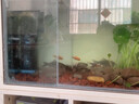 德國魚缸過濾制氧一體機(jī)內(nèi)置三合一凈水循環(huán)水泵家用養(yǎng)魚小型氧氣 升級款內(nèi)置過濾器(側(cè)吸/底吸一秒切換)3W 曬單實(shí)拍圖