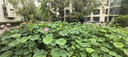 連拓 USB轉(zhuǎn)SATA(7+6P)光驅(qū)轉(zhuǎn)換器 筆記本電腦外置DVD移動光驅(qū)盒轉(zhuǎn)接線 USB2.0易驅(qū)線 E654A 曬單實拍圖