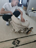 丸丫T6-2遛娃神器嬰兒推車0-3歲可坐可躺輕便折疊高景觀雙向白金系列 【白金系列】香檳金PLUS 曬單實拍圖