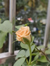 【雅之典】重瓣茉莉花盆栽室內觀花植物四季好養(yǎng)帶花苞開花不斷綠植 茉莉花6年苗【原盆】 好養(yǎng)活 曬單實拍圖