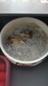 鮮京采 國產(chǎn)原切羊腱子塊5斤（含拐筋）京東自有品牌 曬單實拍圖