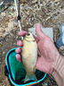 川澤免調(diào)漂魚鉤線組套裝浮漂金袖子線雙鉤高靈敏魚漂釣魚新手組合套裝 【6.3M】免調(diào)漂套裝（日用款） 線號1.0 曬單實(shí)拍圖