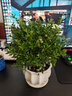 景郁春 JIRYUCUR 小葉赤楠盆栽大棵老樁植物辦公室室內(nèi)綠植 白蓮陶瓷盆 源頭直發(fā) 曬單實(shí)拍圖