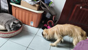 皇家狗糧 成犬狗糧 犬糧 通用犬型 CC 通用糧 ≥12月 3KG 曬單實(shí)拍圖