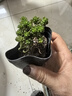 綠有意多肉植物組合室內(nèi)小盆栽玉露桃蛋帶陶瓷花盆土老樁高端仙人球室內(nèi) 漿果錦+D003 不含盆 曬單實(shí)拍圖