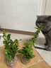 藍雪花大花苗爬藤植物陽(yáng)臺庭院四季開(kāi)花盆栽室內外鮮花卉盆景植物 【帶花苞】藍雪花120（原盆） 曬單實(shí)拍圖