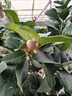 藝萱香水檸檬樹(shù)樹(shù)苗大樹(shù)綠植室內(nèi)大型四季好養(yǎng)客廳綠植檸檬樹(shù)盆栽帶果 檸檬樹(shù)高0.4-0.5米+簡(jiǎn)易盆【帶花或帶果】 40cm(含)-50cm(不含) 曬單實(shí)拍圖