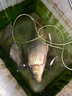 艾尚博悅伊豆魚鉤倒刺釣鉤50枚進(jìn)口歪嘴魚勾垂釣用品漁鉤漁具配件釣魚用品 有刺6號-50枚 曬單實拍圖