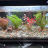 勝畫魚缸水草植物直接入缸真水草凈化竹節(jié)草蜈蚣草懶人養(yǎng)魚水草造景 【入缸成景套餐A】適合20-30CM缸 曬單實(shí)拍圖