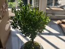 開時果 小葉赤楠盆景擺件 辦公室桌面綠植花卉好養(yǎng)盆栽植物源頭直發(fā)包郵 【熱銷款】哥窯浸墨盆+苔蘚+底座 曬單實拍圖