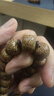 飛鵝顆顆正月手持大尺寸星月菩提手串 佛珠手鏈男單圈手串15mm 15MM老星月手持顆顆正月精選 曬單實(shí)拍圖