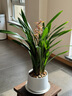 Only you【兩小時(shí)達】發(fā)財樹(shù)大型盆栽綠植花卉室內客廳辦公室開(kāi)業(yè)喬遷送禮 六株鴻運當頭 曬單實(shí)拍圖