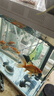 直隸戲水軒魚(yú)食錦鯉魚(yú)飼料小顆粒金魚(yú)魚(yú)糧通用小型魚(yú)不渾水高蛋白螺旋藻魚(yú)料 精選飼料【500克】 適合【魚(yú)長(cháng)度4-9厘米吃的】小顆粒 曬單實(shí)拍圖