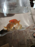 優(yōu)魚若寵金魚活體 觀賞魚 好養(yǎng)冷水魚 淡水活魚 小型小金魚寵物活體魚 4-6cm混色金魚5條 曬單實拍圖