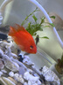 瀚幻紅鸚鵡魚(yú)活魚(yú)中型熱帶觀(guān)賞魚(yú)淡水魚(yú)耐活元寶魚(yú)紅財神魚(yú)發(fā)財魚(yú) A級元寶鸚鵡8-9cm 3條 曬單實(shí)拍圖