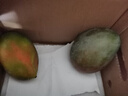 【新鮮上市】正宗攀枝花凱特芒果新鮮水果 帶箱2斤200g+ 曬單實(shí)拍圖