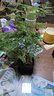 佰花錦文竹桌面盆栽新中式綠植辦公室客廳盆景茶臺(tái)臥室好養(yǎng)綠植花卉植物 【送方底座】文竹+pvc舍得盆+黑沙石鋪面 20-30cm 曬單實(shí)拍圖