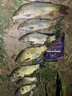 漁之源魚護(hù)漁戶包黑坑野釣裝魚網(wǎng)兜漁網(wǎng)加厚涂膠便攜小魚護(hù)網(wǎng)漁具配件 25cm 2m 競(jìng)技雙環(huán) 加厚承重 曬單實(shí)拍圖