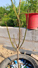 芒果苗樹(shù)嫁接特大金煌芒四季紅貴妃芒果樹(shù)苖當年結果帶土地栽盆栽 臺農4年苗【帶營(yíng)養杯發(fā)貨】 90cm(含)-99cm(含) 曬單實(shí)拍圖