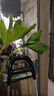 春羽水培植物室內(nèi)綠植花卉客廳四季好養(yǎng)驅(qū)蚊植物水養(yǎng)辦公室盆栽花 單發(fā)植物-春羽40-45cm【3棵】 曬單實(shí)拍圖
