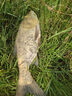 小鳳仙伊勢(shì)尼魚(yú)鉤子線組綁好子線雙鉤野釣大物專用魚(yú)鉤成品套裝鰱鳙鉤 伊勢(shì)尼有刺（鉤7#/線2.5#） 子線雙鉤-20付盒裝 曬單實(shí)拍圖