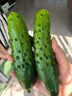 辰實(shí)（順豐）東北旱黃瓜 現(xiàn)摘青瓜 新鮮蔬菜水果黃瓜 帶刺小黃瓜 5斤 （劃算） 曬單實(shí)拍圖