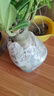 重瓣沙漠玫瑰花苗盆栽花卉老樁室內植物四季好養的花陽(yáng)臺庭院植物 中苗20CM左右高（單顆） 曬單實(shí)拍圖