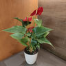 紅掌盆栽白粉掌一帆風(fēng)順帶花特大號花卉室內客廳面水培植物好養 約30cm紅掌掌-白色懶人吸水 帶盆栽好 曬單實(shí)拍圖