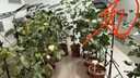 凡遙趣綠植日照燈led植物生長燈補(bǔ)光上色仿太陽光多肉防徒長蔬菜蘭 太陽光100W+1.5m線+落地支架 L30 曬單實拍圖