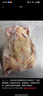 崠鮮 新鮮鴿子肉 新鮮冷凍農(nóng)家老鴿子土鴿 煲湯燒烤食材 乳鴿生鮮 鴿子5只（每只凈400g） 曬單實拍圖