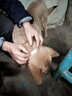 洽苒日本寵物止吠器馬犬德牧狗狗嘴套防咬叫防亂食中外出口罩嘴罩 開(kāi)口嘴套 S碼【30-35斤】 曬單實(shí)拍圖