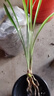 現(xiàn)全部不帶花苞 蘭花苗 名貴 濃香型 春劍 春蘭  出售 一桿多花 四季開(kāi)花 紅顏 精品2苗連體(不帶花苞) 曬單實(shí)拍圖