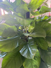 愛優(yōu)尚大葉綠蘿柱盆栽客廳大型綠植辦公室內(nèi)除甲醛凈化空氣綠籮源頭直發(fā) 曬單實(shí)拍圖
