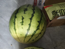 河南超甜美都麒麟西瓜冰糖脆甜多汁新鮮大西瓜有籽無籽隨機(jī)發(fā) 西瓜 麒麟8-10斤 曬單實(shí)拍圖