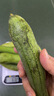 山東短胖肉絲瓜青絲瓜肉棒絲瓜新鮮厚肉現摘現發(fā)蔬菜消暑解膩 2斤 曬單實拍圖