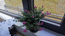 滿天星盆栽室內陽臺庭院好養(yǎng)花卉植物盆栽四季開花不斷帶花苞發(fā)貨 大葉-滿天星【1盆】加侖盆 曬單實拍圖