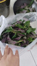 辰實【順豐】四川血皮菜 紫背菜四川新鮮天葵蔬菜 觀音菜嫩葉 2斤 曬單實拍圖