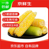 京鮮生云南水果玉米 凈重5斤單果280g+ 甜玉米棒新鮮蔬菜應(yīng)季 源頭直發(fā) 曬單實拍圖