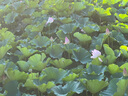 歐萊雅玻色因安瓶面膜20片補(bǔ)水保濕緊致曬后修復(fù)護(hù)膚品化妝品生日禮物 曬單實(shí)拍圖