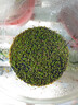 水草陶粒砂生態(tài)魚缸玻璃瓶家用水草泥水培四季造景套餐新手易種 5斤水草泥+一萬粒種子+液肥 曬單實拍圖
