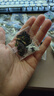 紫菜蝦皮湯沖泡即食無沙免洗紫菜速食湯海鮮混沌湯商用批發(fā)小包裝 紫菜蝦皮湯3.3g/袋*30袋 曬單實(shí)拍圖