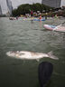 MSEASFREEsup充氣槳板水上海上成人釣魚(yú)路亞漿板船 浮板槳板船劃水板沖浪板 【雙層加強(qiáng)】柳煙335*84*15cm 335*84*15cm 曬單實(shí)拍圖