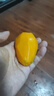 憶京源海南小臺農(nóng)芒果 當(dāng)季熱帶新鮮水果 現(xiàn)摘純甜核薄黃皮甜心芒臺芒 9斤精選大果 曬單實拍圖