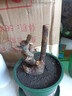 新品濃香型玫瑰花苗盆栽花卉綠植陽臺庭院室內(nèi)外老根耐寒四季開花 蘇格紅綠玫瑰 精品老樁1棵（四季開花濃香） 曬單實(shí)拍圖