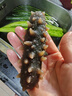 樂老板淡干海參 高泡發(fā) 底播刺參 優(yōu)選500g簡裝 40-80頭 曬單實拍圖