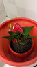 繽賢紅掌盆栽綠植花卉鴻運(yùn)當(dāng)頭白掌一帆風(fēng)順室內(nèi)好養(yǎng)活四季開花水培 特級大號紅掌1株原盆+肥料 #28 曬單實(shí)拍圖