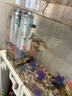DEERA異形魚飼料清道夫鼠魚底棲魚下沉型魚食大帆胡子魚鯊魚招財貓魚糧 3mm螺旋藻顆粒280ml/190g 曬單實拍圖