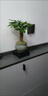 發(fā)財(cái)樹盆栽 · 辦公室盆栽客廳陽臺(tái)室內(nèi)綠植盆栽 ·招財(cái)進(jìn)寶 發(fā)財(cái)樹【四方舍得盆】+送肥土 祝財(cái)源滾滾 曬單實(shí)拍圖