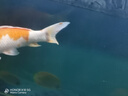 森森（SUNSUN）魚(yú)缸燈水草燈全光譜led燈防水燈管水族燈爆藻燈水陸兩用燈管 夢(mèng)之藍白（增色） 適合1.2m魚(yú)缸 20W獨立開(kāi)關(guān) 長(cháng)98cm 曬單實(shí)拍圖